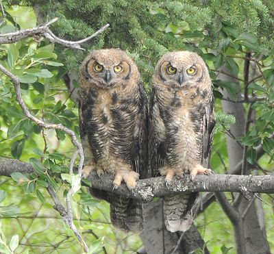 great-horned-owls.jpg Really. Who cares about willow seed puffs when you've 