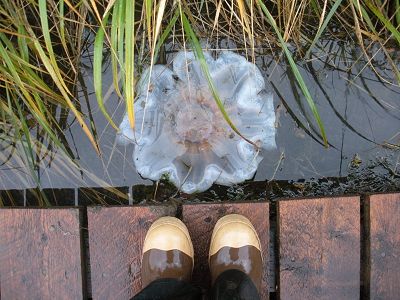 jellyfish