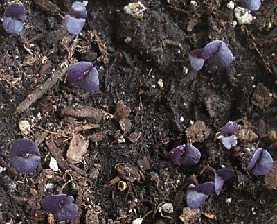 Purple basil Purple basil seedlings